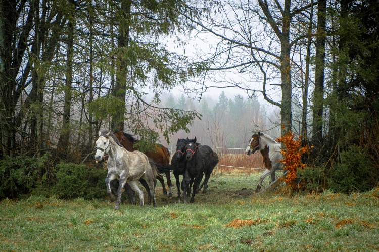KOŃ JEŹDZIEC I KOŃ